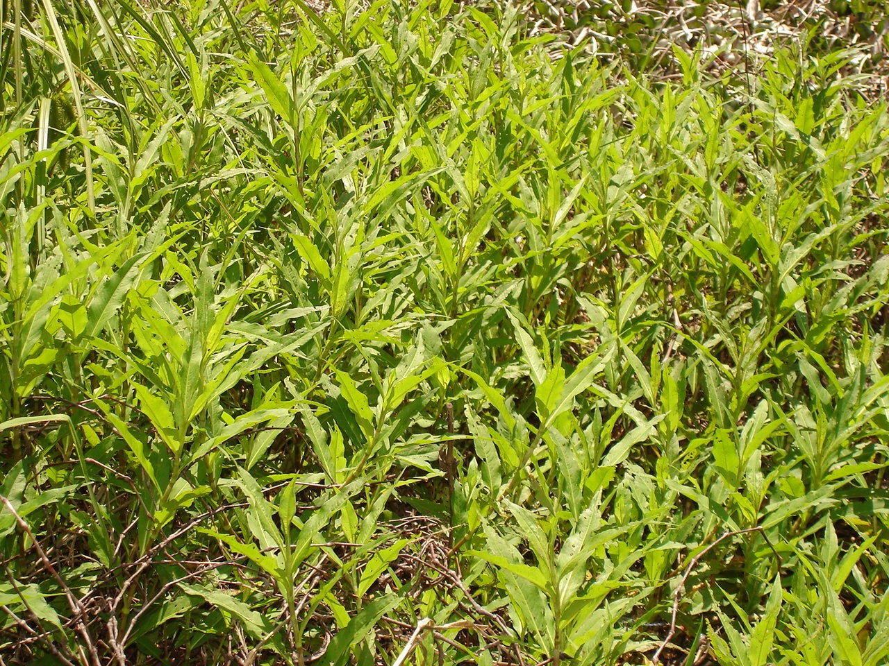 Emergent Aquatic Plants Outdoor Alabama